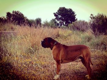 Dog standing on field against trees