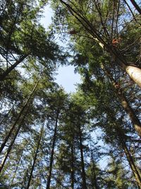 Low angle view of trees in forest