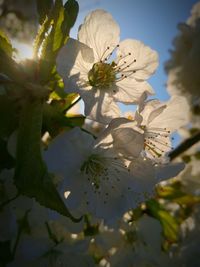 Close-up of fresh flowers on tree