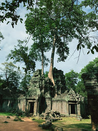 Trees in a temple