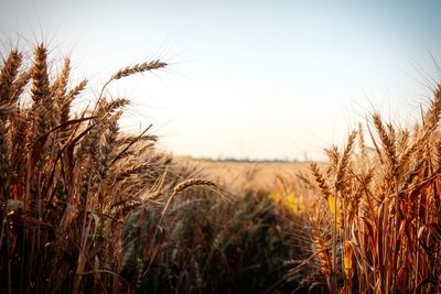 Crops growing on field against clear sky