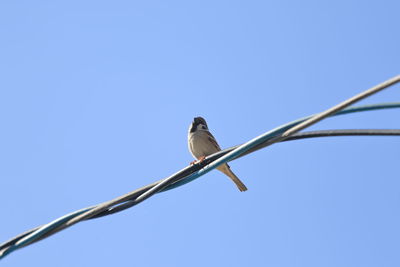 Low angle view of bird perching on cable against clear sky