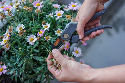 Close-up of person cutting plant