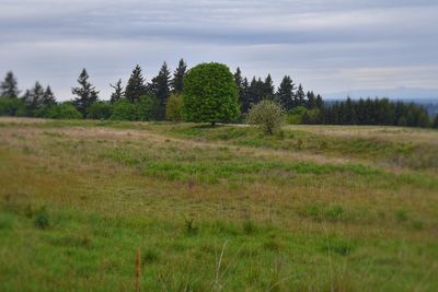 Scenic view of grassy field against sky