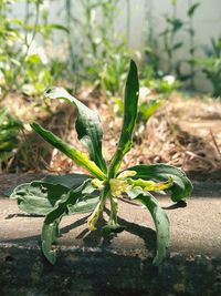 Close-up of succulent plant