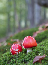 Close-up of fly agaric mushroom on field