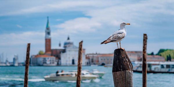 Seagull perching on wooden post