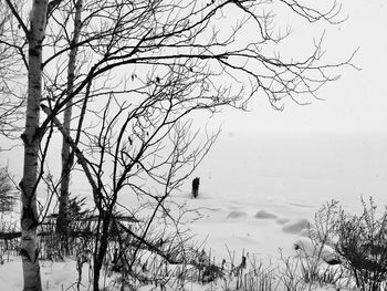 Bare trees on snow covered land against sky