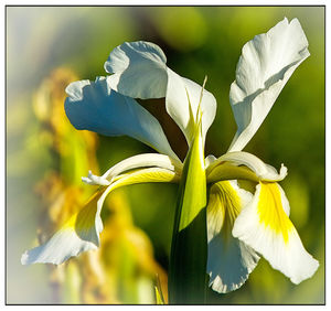 Close-up of flowers