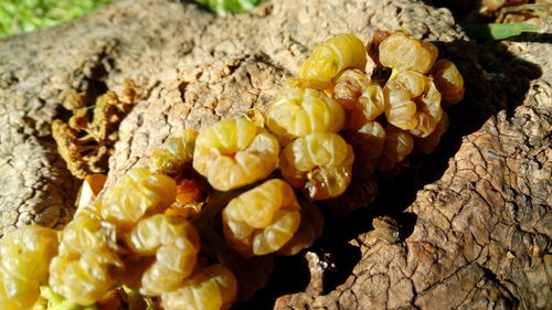 Close-up of yellow flowers