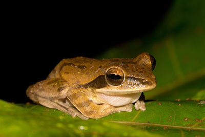 Close-up of tree frog