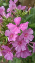 Close-up of pink flowers