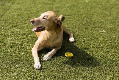 Dog running in grass