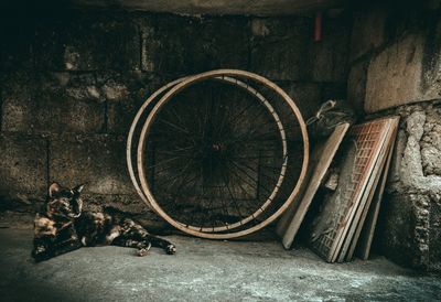 Cat resting by wheels on floor against wall 