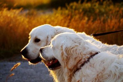 Close-up of dog looking away