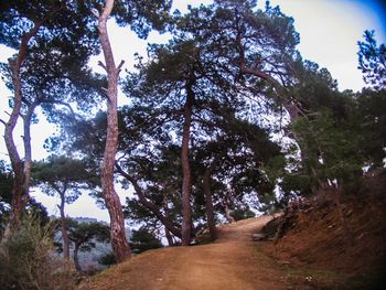 Footpath amidst trees