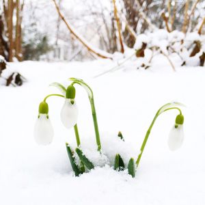 Close-up of snow on plant