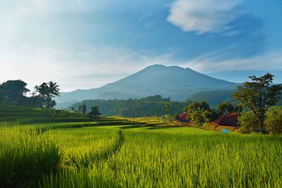 Scenic view of rice field against sky