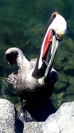 Swan swimming in lake