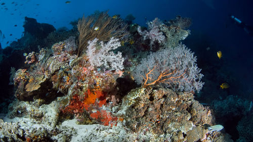 Fish swimming in sea