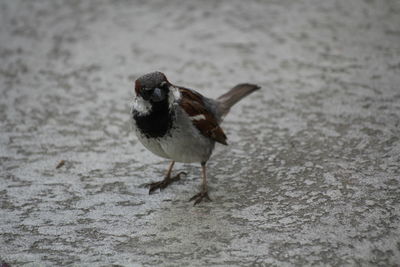 Close-up of bird