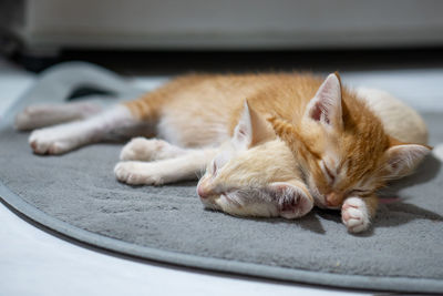 Close-up of cat sleeping on floor
