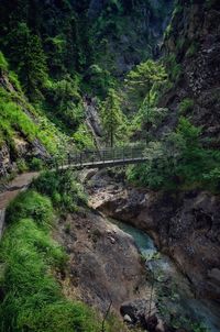 Scenic view of river in forest