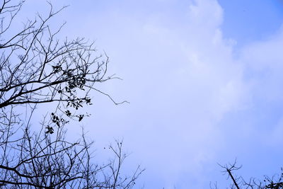 Low angle view of bare tree against blue sky