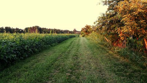 Scenic view of grassy field against clear sky