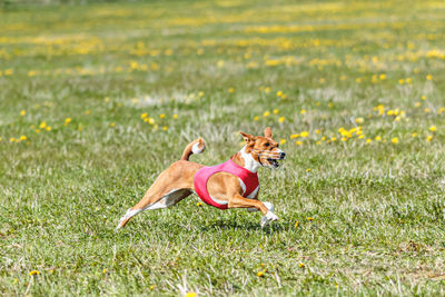 Basenji dog running in red jacket on coursing field at competition in summer