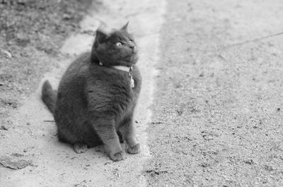 Cat sitting on street