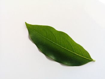 Close-up of green leaves on white background