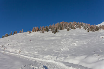 Larch and fir forest in autumn colors on the top of a snowy peak and unrecognizable skier, dolomites