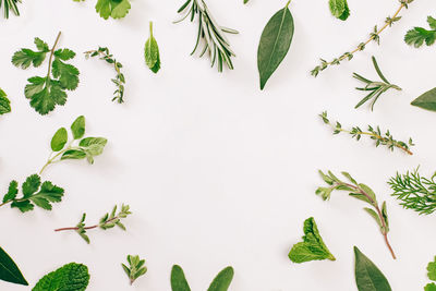 Collection of fresh green herbs arranged on a clean white background with empty space in center