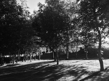 Trees in park against sky