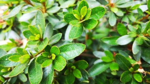 Close-up of green leaves