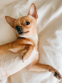 High angle view of dog lying on bed