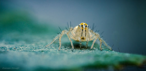 Close-up of spider