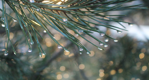 Close-up of raindrops on pine tree