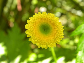 Close-up of yellow flowering plant