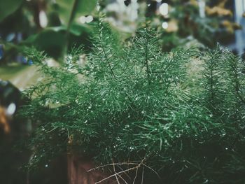 Close-up of pine tree during winter