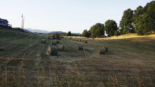 View of trees on field