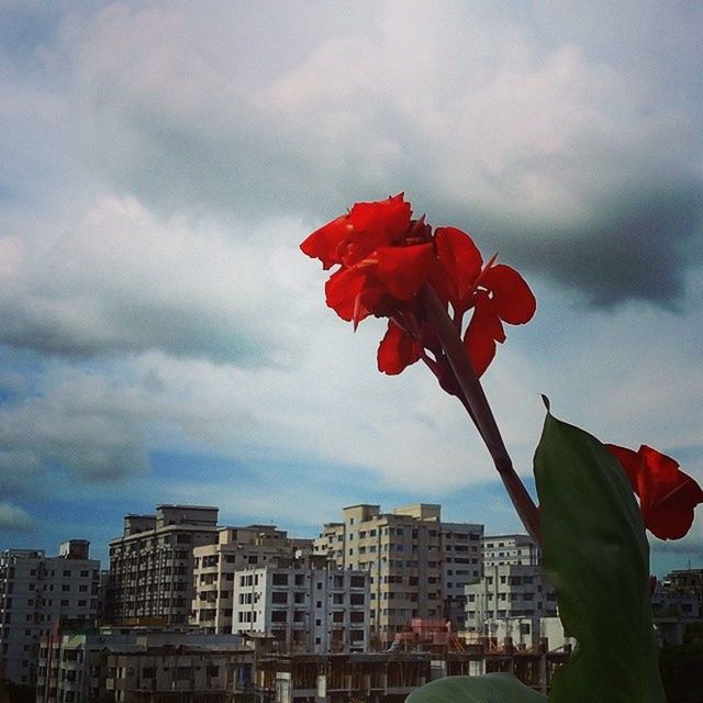 red, flower, sky, freshness, growth, building exterior, cloud - sky, leaf, fragility, built structure, architecture, cloudy, plant, petal, beauty in nature, city, nature, day, cloud, focus on foreground