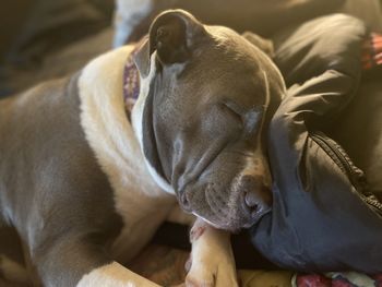 Close-up of a dog sleeping at home