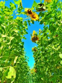 Low angle view of flowering plant