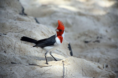 High angle view of bird perching on rock