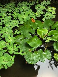 High angle view of wet leaves floating on water