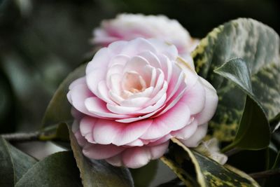 Close-up of pink rose blooming outdoors