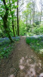 Footpath passing through forest