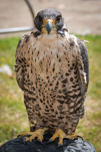 Close-up portrait of peregrine falcon perching outdoors